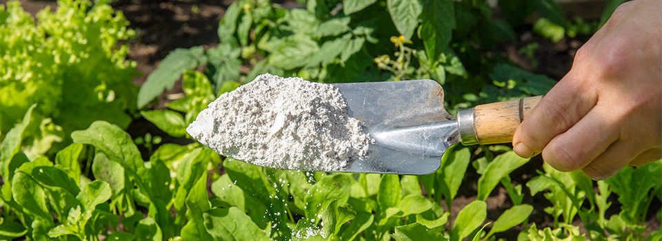 Diatomaceous Earth scooped onto hand trowel