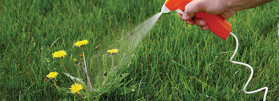 Weed killer being sprayed on a patch of dandelions