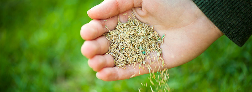 A person holding grass seed in there hand