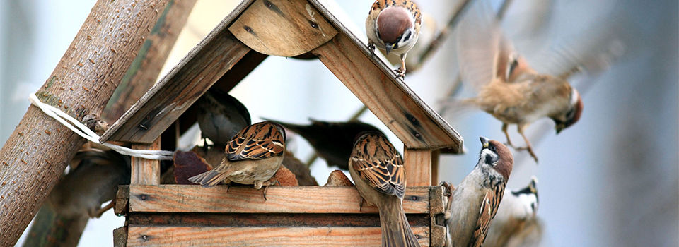 Birds eating at a bird feeder