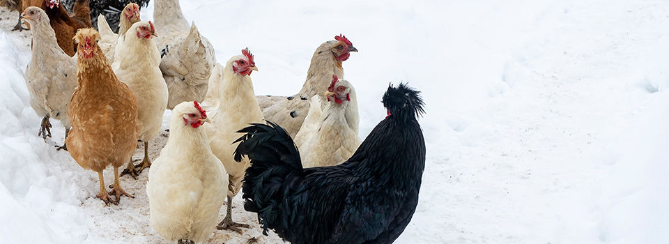 Chickens walking in the snow