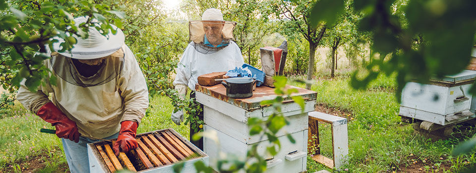 Two beekeepers taking a look at a beehive