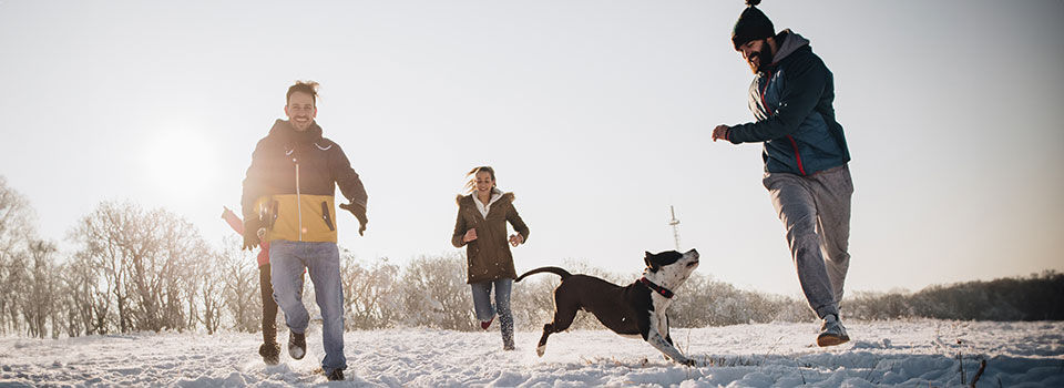 Playful friends having fun while running with Stafford dog on snow in the park