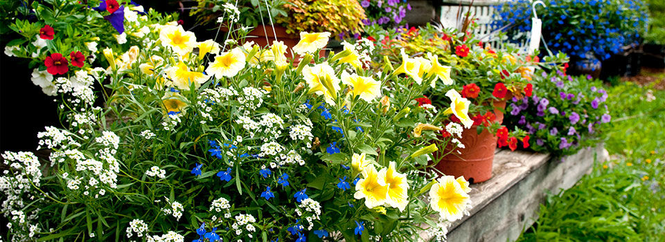 Flowers in the backyard