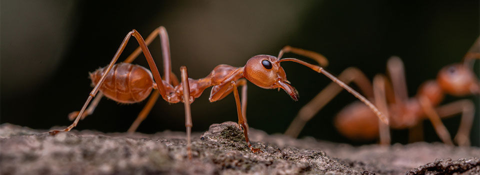 A close up of a red ant on a pile of dirt