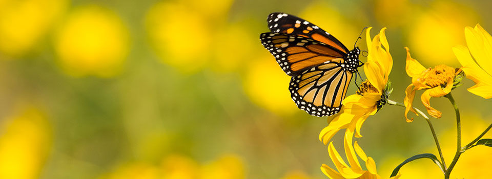 Orange monarch butterfly perched on a yellow flower