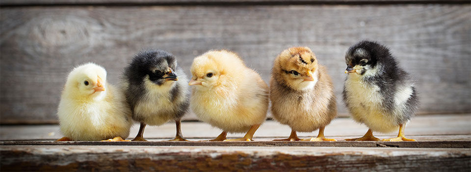 five adorable little chick standing on a wooden background. The focus is on the fluffy, yellow and brown chicks with their cute beaks and tiny feet. The wooden background provides a natural and rustic feel to the image. This image is perfect for those interested in farm animals, pets, or those who simply appreciate cute and adorable creatures.