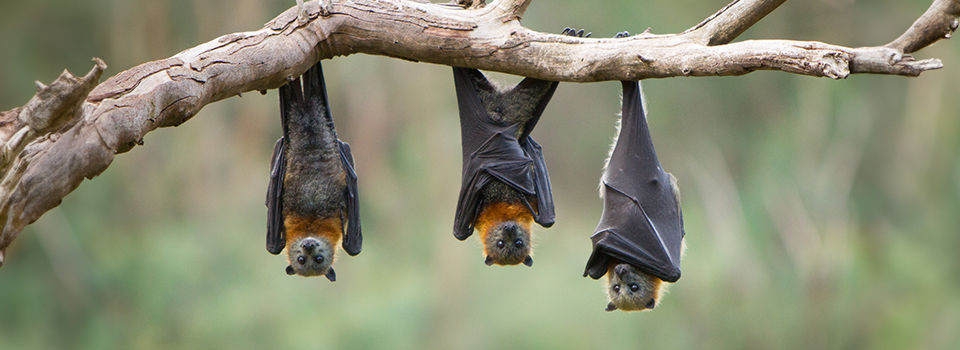 Three bats hanging from a tree branch outside