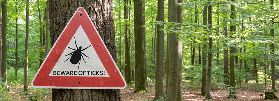 A beware of ticks sign hanging on a tree in the woods. The sign is in the shape of a triangle with a red border and an image icon of a tick in the center.