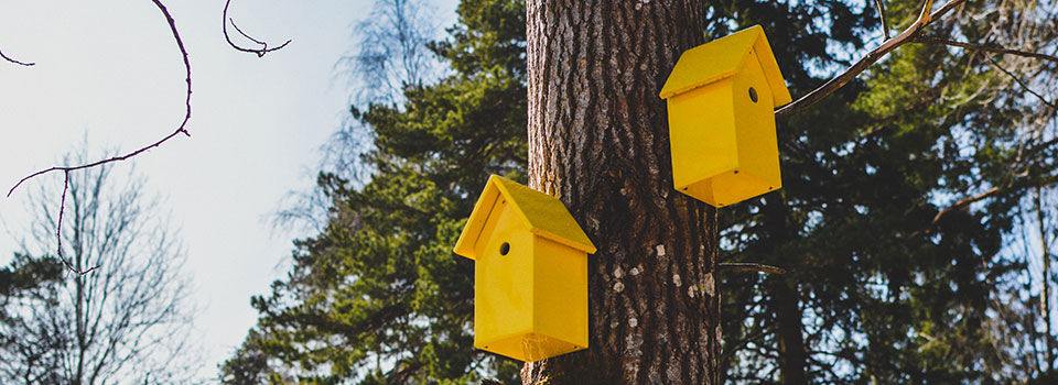 Two yellow bird feeders