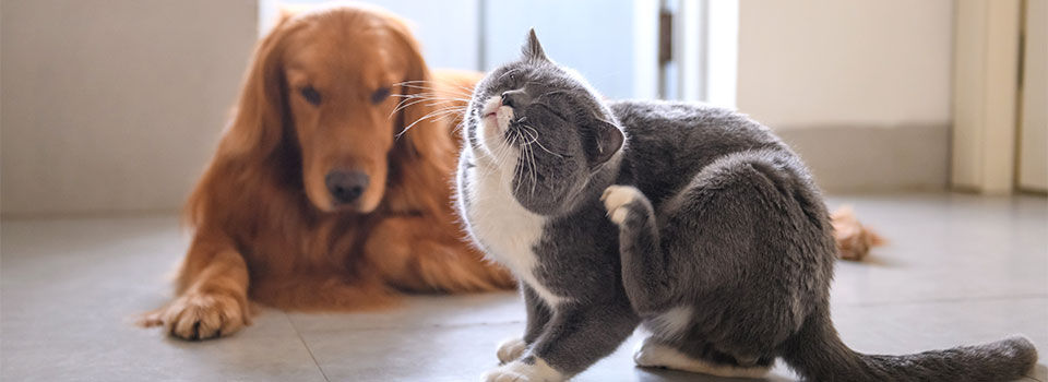 Cat scratching with dog in the background