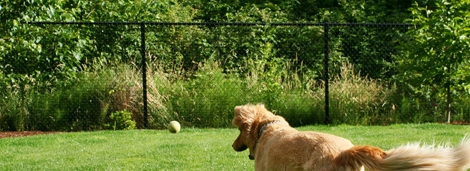 A dog in the back yard chasing a tennis ball running toward a chainlink fence