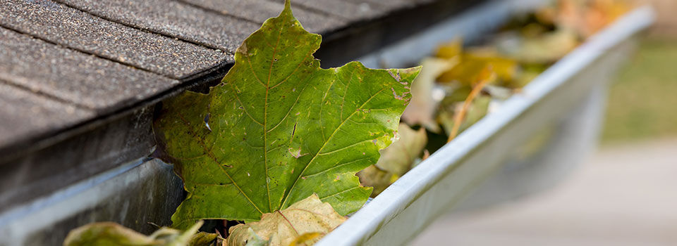 Close-up of leaves filled in a roof gutter
