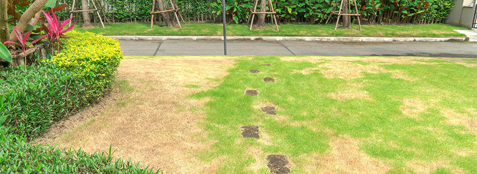 A residential front lawn with green evergreen bushes on the left side. Half of the grass is yellow and dormant from the winter while the other half of the grass is a lush green.