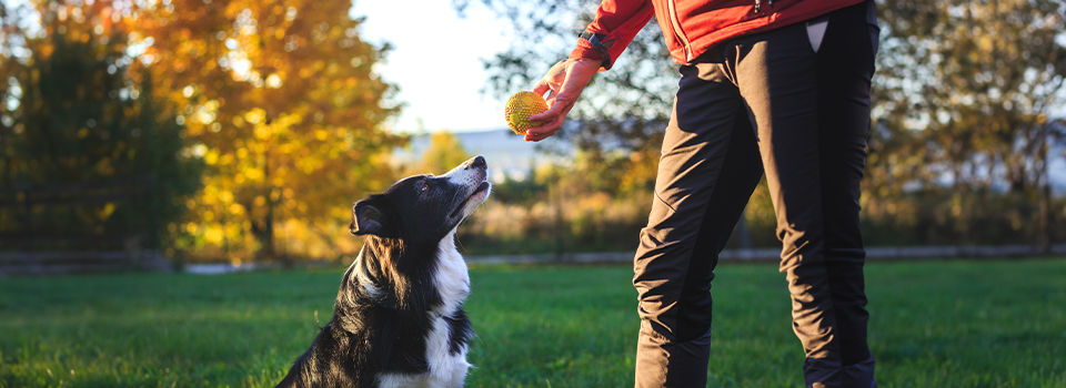  Animal trainer playing with dog outdoors. Woman prepares to throw ball to her border collie in park