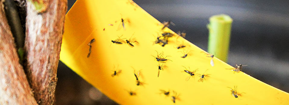 Gnats stuck to a yellow sticky trap
