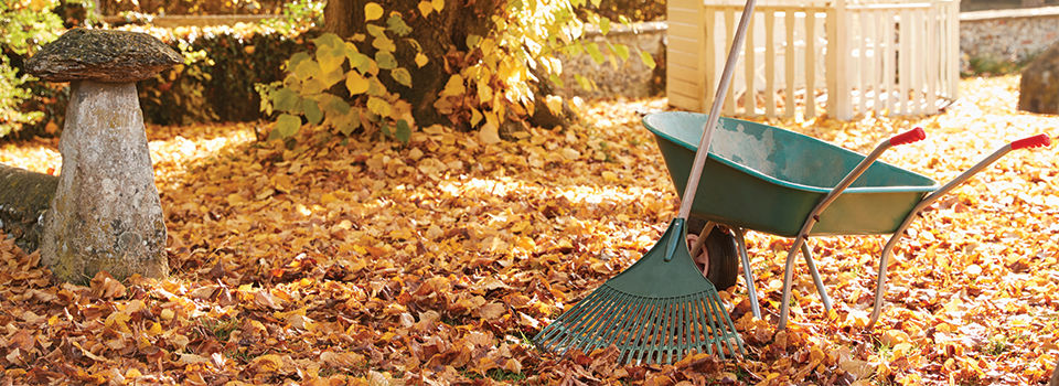 Autumn yard scene with a rake a wheelbarrow