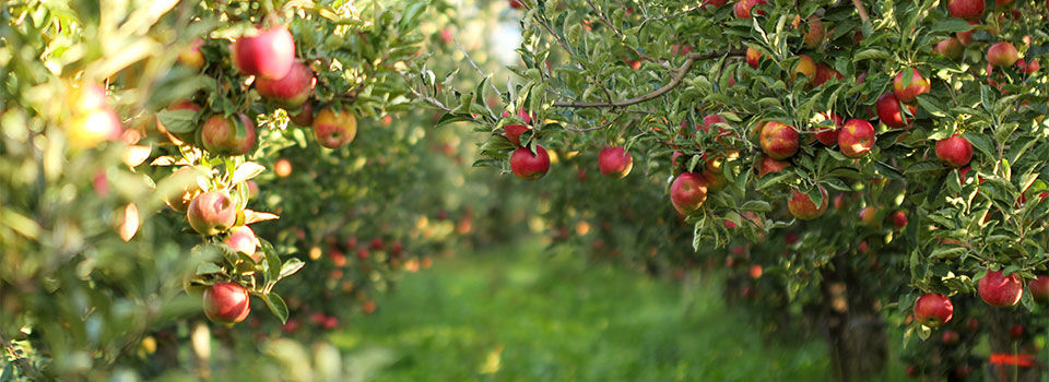 Fruit trees