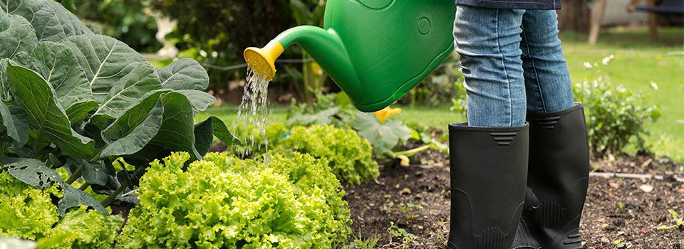 Person in the garden wearing black rain boots watering their lettuce plants