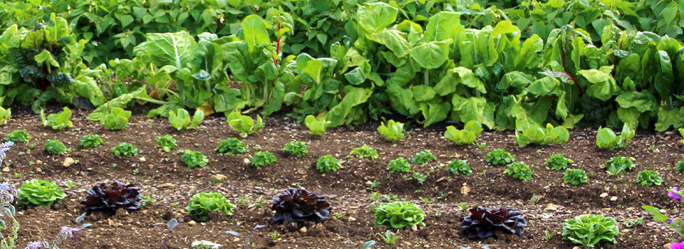 Garden with lettuce, cabbage, and leafy greens