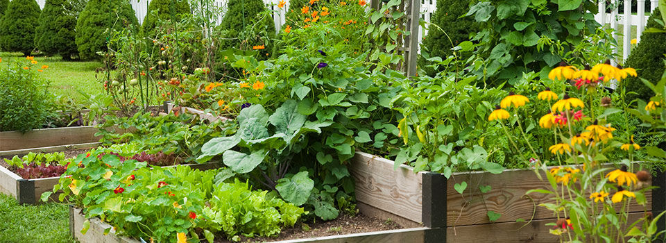 Garden with raised garden beds with vegetables and flowers