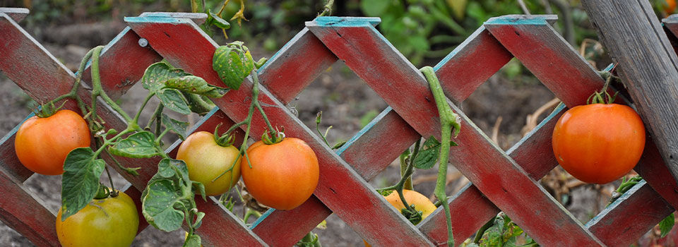Tomatoes growing on a wooden trellis in a garden