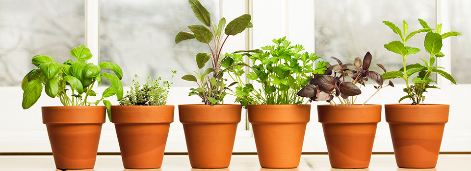 Six terra cotta pots sitting on a window sill filled with six different herds. There are basil, cilantro, sill and others