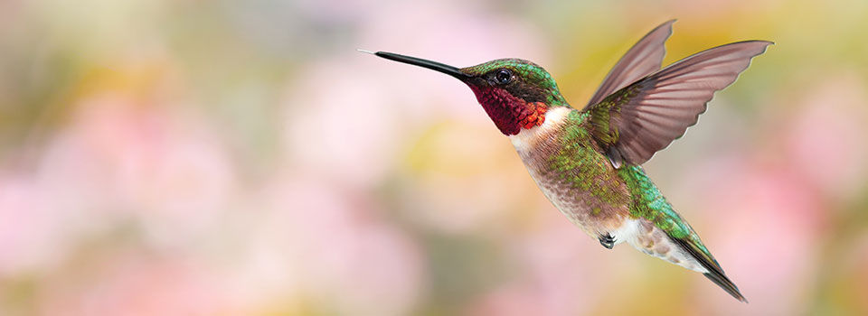A close-up of a hummingbird mid-flight with blurred background