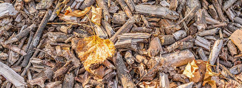 Leaves in mulch