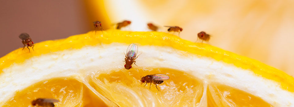 A slice of orange is shown with many fruit flies feasting on the orange rind and white pith.