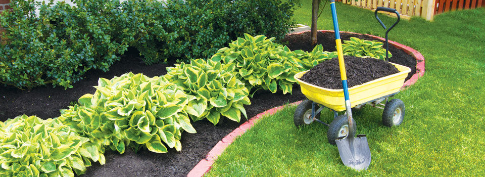 A yellow garden cart filled with mulch and a shovel leaning against in by landscaping