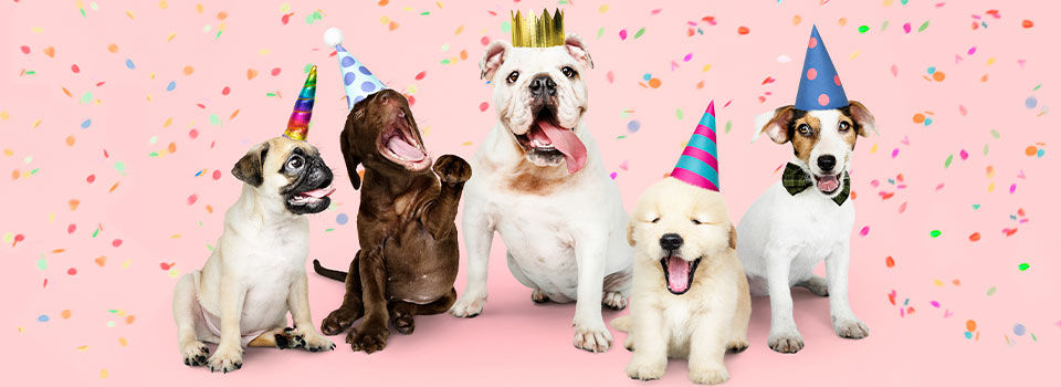 Five dogs wearing party hats on a pink background with confetti smiling and wearing bow ties.