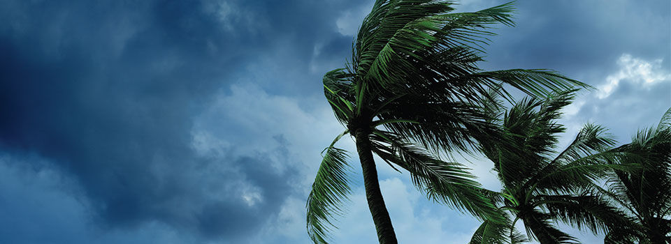 Palm trees blowing from the wind with dark cloudy skies