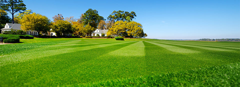 A perfectly mowed lawn