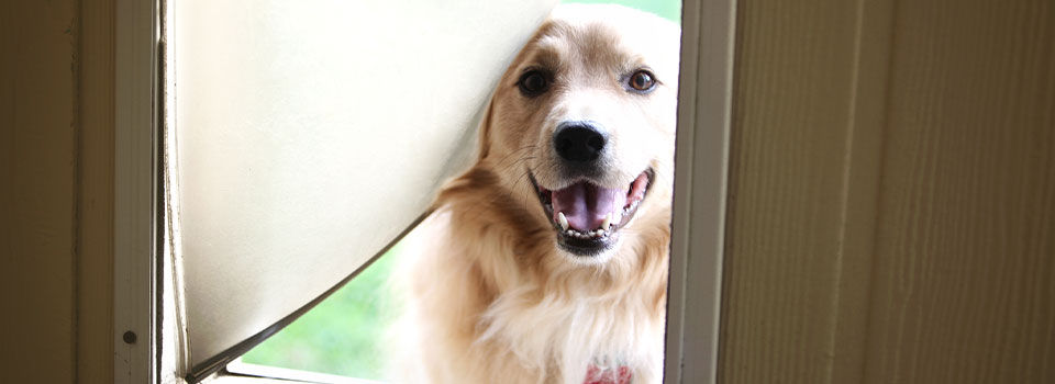 A buff-colored golden retriever pokes his happy face through the flap of a dog door that is mounted into a white doorway.