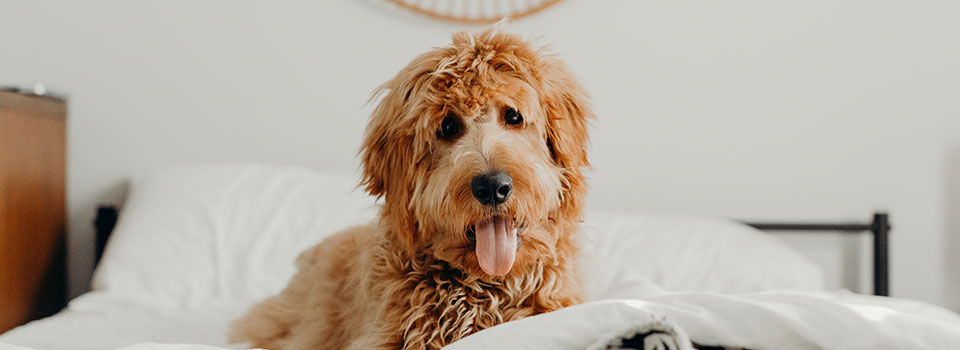 A goldendoodle puppy sitting on a bed with white sheets
