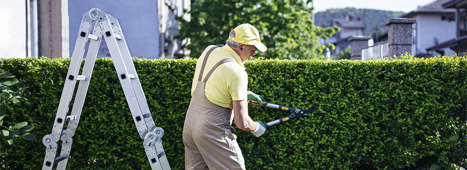 Older gentleman using hedge trimmers to trim up a hedge with a ladder beside him