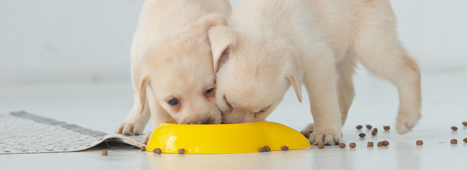 Two labrador puppy funny eat in a yellow bowl on a floor