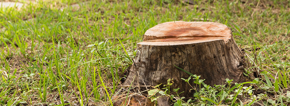 Stump on green grass in the garden. Old tree stump in the summer park.