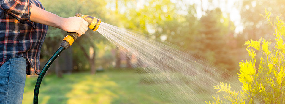 Pregnant woman watering green tree with hose. Gardening concept