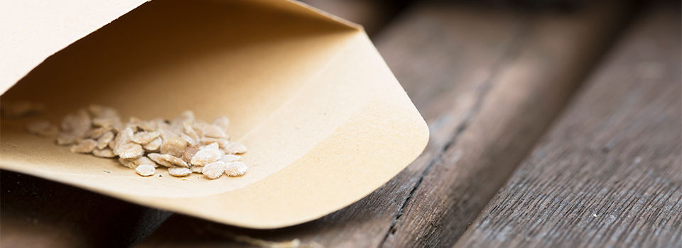 Close-up of an open seed packet with seeds on a wooden surface