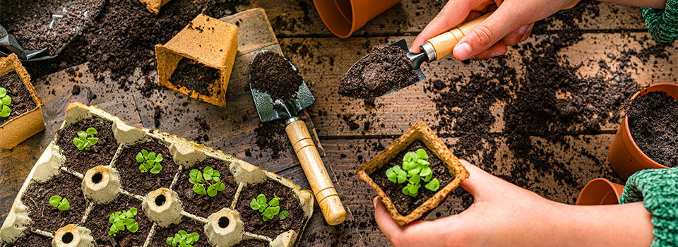 Home gardening: 10 years old girl's hands putting soil in a biodegradable plant pot. Top view