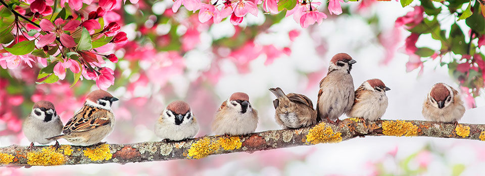 Birds sitting on a tree branch with pink blossoms in the background