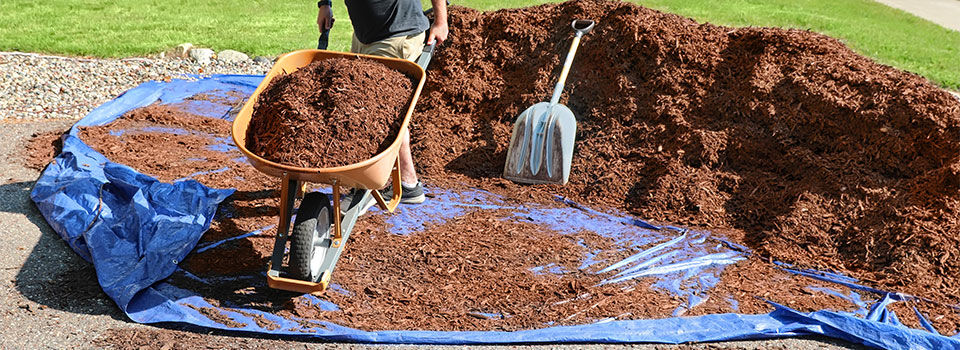 A blue tarp being used to hold much while a homeowner fills up a wheelbarrow and spreads it out on the garden bed. 