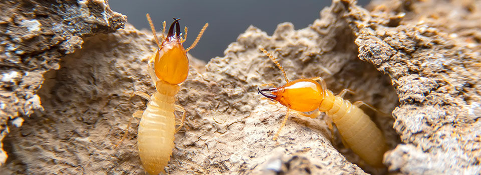 Close-up image of termites in a piece of wood