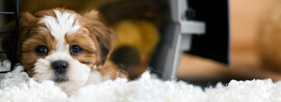 Dexter, the 8 week old bichon/shih-tzu puppy hanging out in his crate