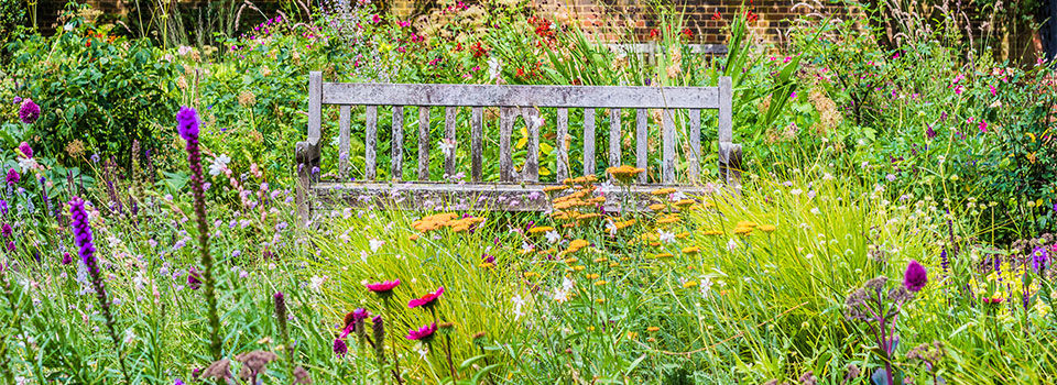 Old wooden bench amongst a wildflower garden