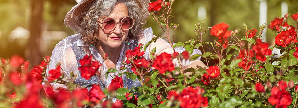 An elderly lady wearing rose colored glasses and a white spotted top admiring her red rose bush in the summer
