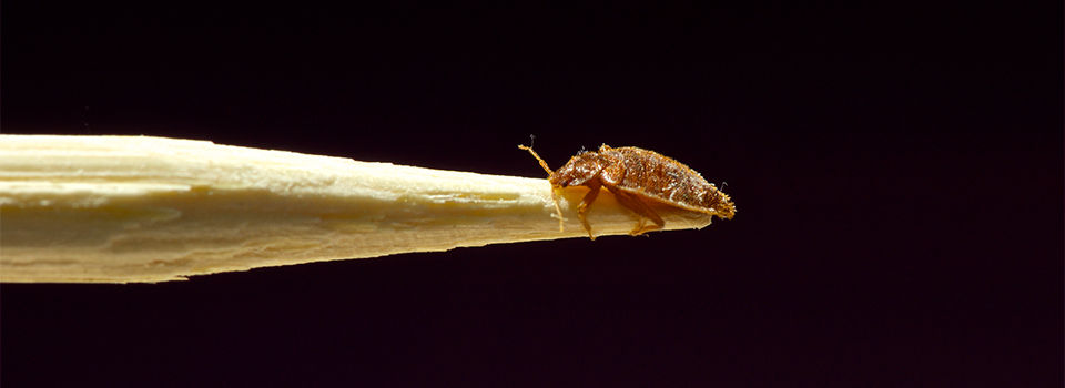 A close up image of a bed bug on the end of a toothpick