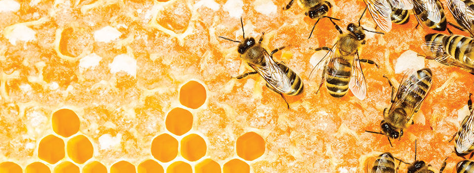 Bees on honeycomb